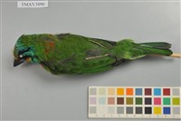 藏品(五色鳥)的圖片